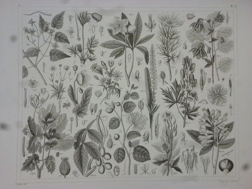 Orig stahlstich pflanzen - stahlstich:,