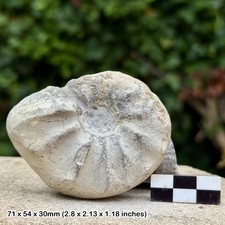 RAR Ceratite Nodosus Fossil