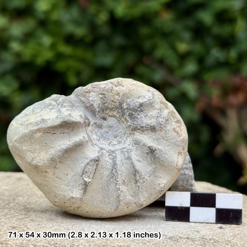 Rar ceratite nodosus - nodosus, fossil