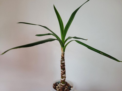 Yucca elephantipes palmlilie - elephantipes,