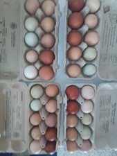 10 Hühnereier (Marans, Grün