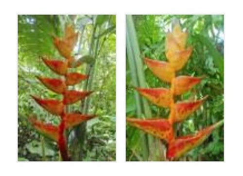 10x heliconia champneiana - 10x,