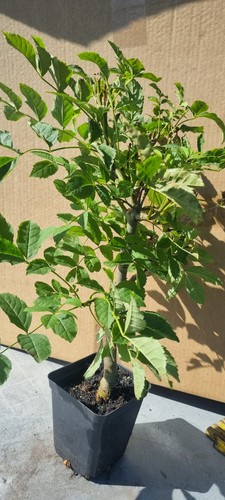 Prebonsai esche fraxinus - prebonsai,,