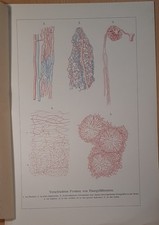 Abbildung Medizin  Anatomie