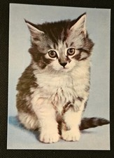 Katzenpostkarte, AK Katzen