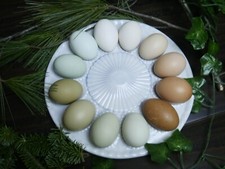 12 + Chicken Hatching Eggs -