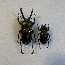 Entomologie*Coleoptera*Phalacr