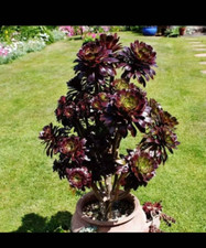 Aeonium Zwartkop ‘Black