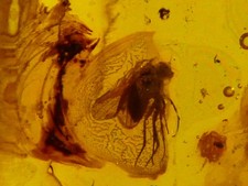 Bernstein Inkluse Insekt