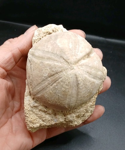 Fossil clypeus plotti echinoid - clypeus,