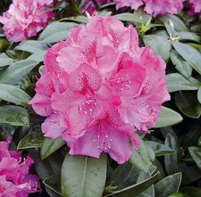 Großblumige Rhododendron