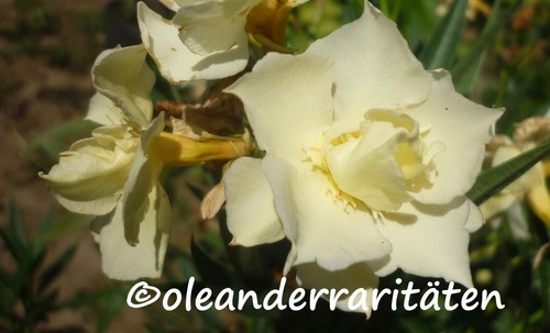 Oleander stecklinge - oleander,