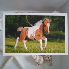 Pferdepostkarte AK Pferd Korsch Shetlandpony-Fohlen 04/2010
