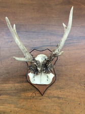 alte  auf Brett montierte Jagdtrophäe Rehbock Gehörn Geweih Rehkopf 6 Ender