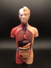 Modell Innere Organe Menschliche Anatomie 25cm Torso Medizinisches Lernen