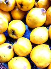 Quitte, Quittenbaum, Cydonia, 10 Samen, winterharter Busch, Baum, Früchte