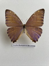Entomologie*Morpho rhodopteron