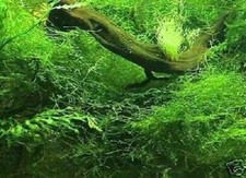 Javamoos Aquariumdeko Deko Zubehör zum Terrarium das Geschenk für den Aquarianer