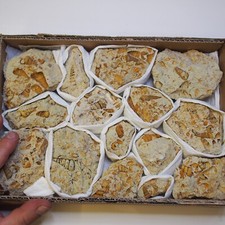 2.6kg 15 pieces Box Gastropod