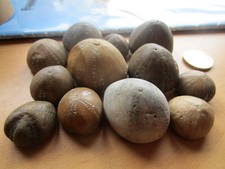 12 schöne und interessante versteinerte Seeigel, besondere Steinarten.