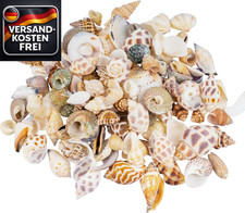 Deko Muscheln Bastelset 0,5-4
