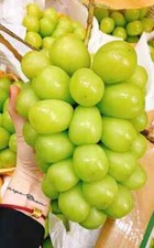 Japanische Riesentrauben –