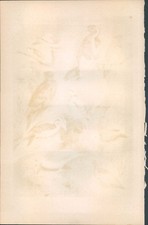 Lithographie - Steindruck -