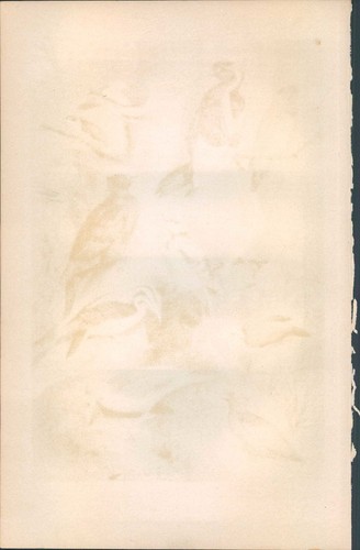 Lithographie steindruck - lithographie,