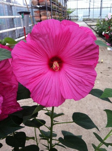 Hibiscus mos hot pink - hibiscus, pink'