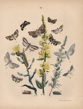 Schatten-Mönch Cucullia umbratica Eulenfalter LITHOGRAPHIE von 1870 Nachtfalter