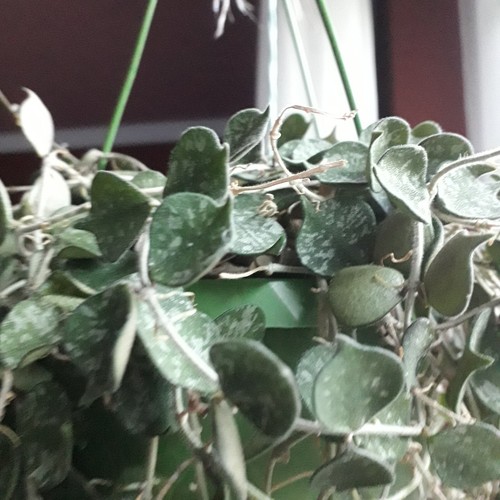 Hoya curtisii ableger - 1x,