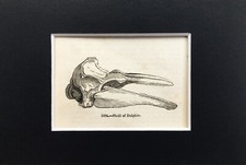 DELFINSCHÄDEL - WINZIG