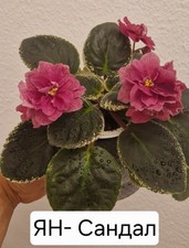 Saintpaulia Usambaraveilchen