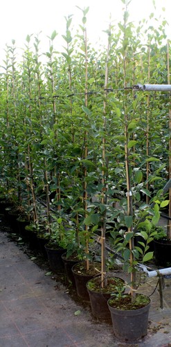 Pyramiden hainbuche carpinus - pyramiden-hainbuche,