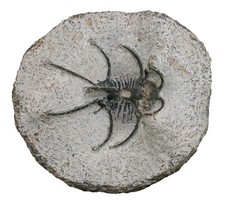 Devon  Ceratarges armatus