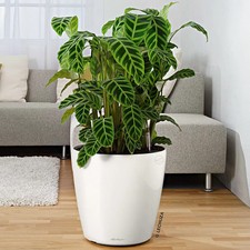 Lechuza 'Classico 70' weiß ca.