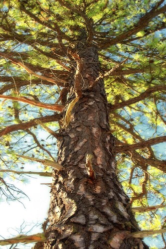 Pitch pine pinus rigida - pine,