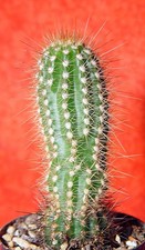 Tr. cereus huascha 10 cm groß Kaktus