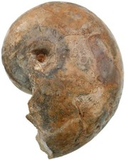 Dogger  Cenoceras froodi