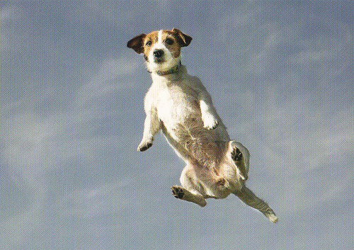 Postkarte jack russel - *,