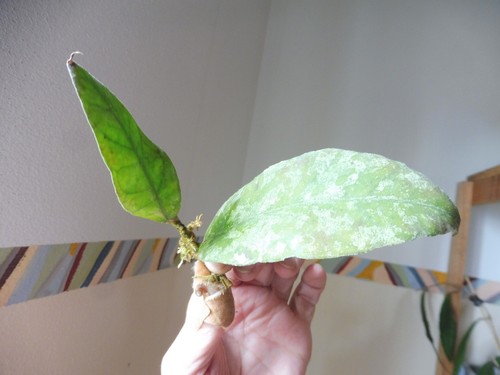Ableger hoya bahoi - 🌷ableger🌷hoya,