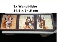 3x Afrika Giraffen Zebra