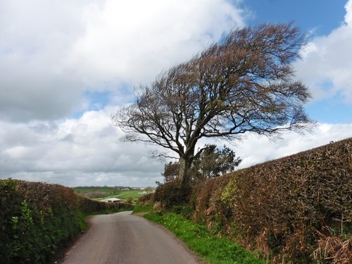 Foto 6x4 windgepeitschter baum - 6x4,