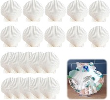20 Stück Große Weiße Jakobsmuscheln Natürliche Deko Muscheln 6-8cm zum Malen