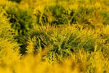 Thuja occidentalis 'Amber
