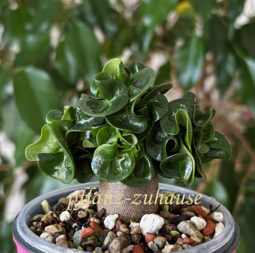 Adenium dorset horn petch pan - adenium,