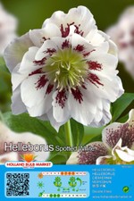 @ (◕‿◕)\@ Helleborus Double Ellen Spotted White Christrose Lenzrose Nieswurz L