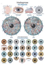 Lehrtafel irisdiagnose - lehrtafel,