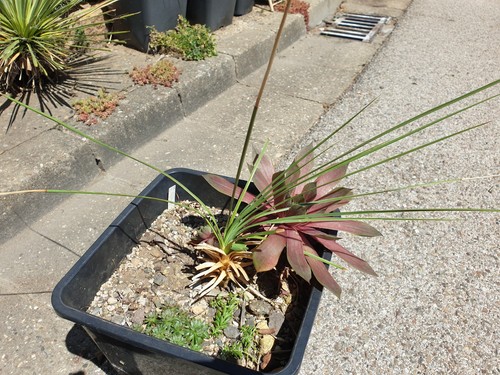 Traum yucca hybride mw23 2018 - traum,