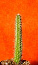Corryocactus squarrosus 10 cm groß Kaktus